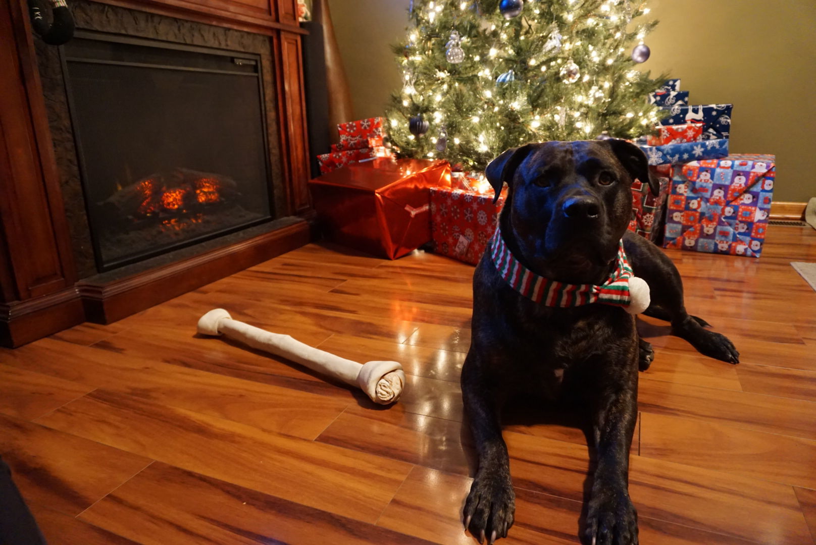 The Times Cutest Pets of Winter 2018